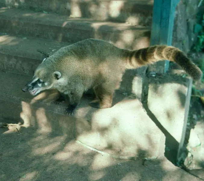 File:Coati-iguazu.jpg