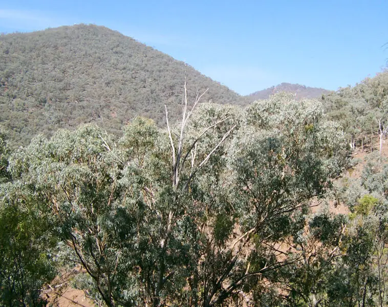 File:Eucalyptus forest3.jpg
