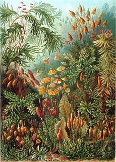 "Muscinae" from Ernst Haeckel's Kunstformen der Natur, 1904