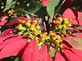 Thumbnail for version as of 23:24, 1 May 2006