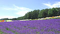 Thumbnail for version as of 00:17, 6 August 2007