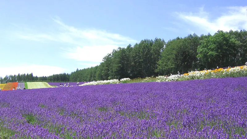 File:Lavender FarmTomita.jpg