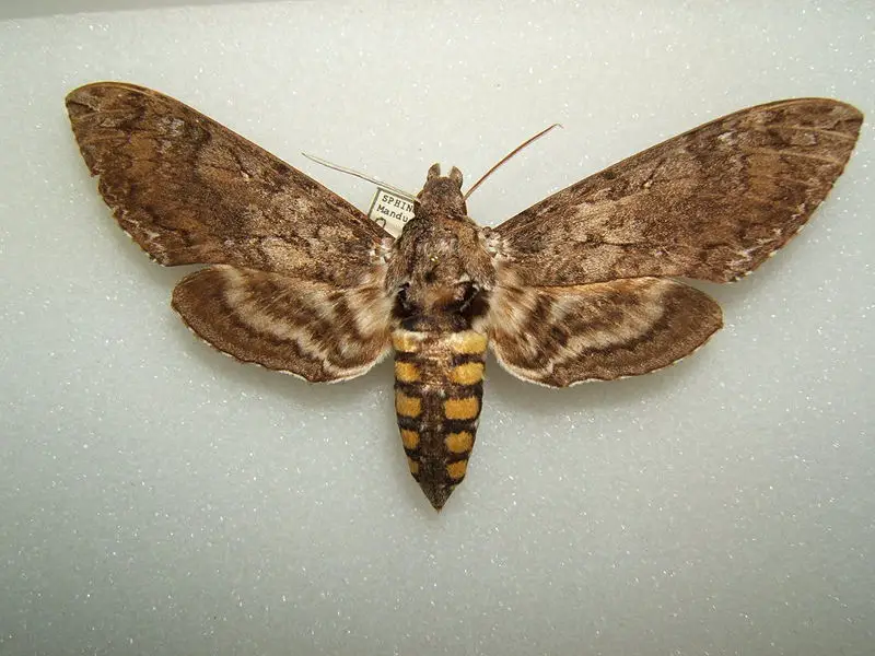 File:Manduca sexta female sjh.JPG