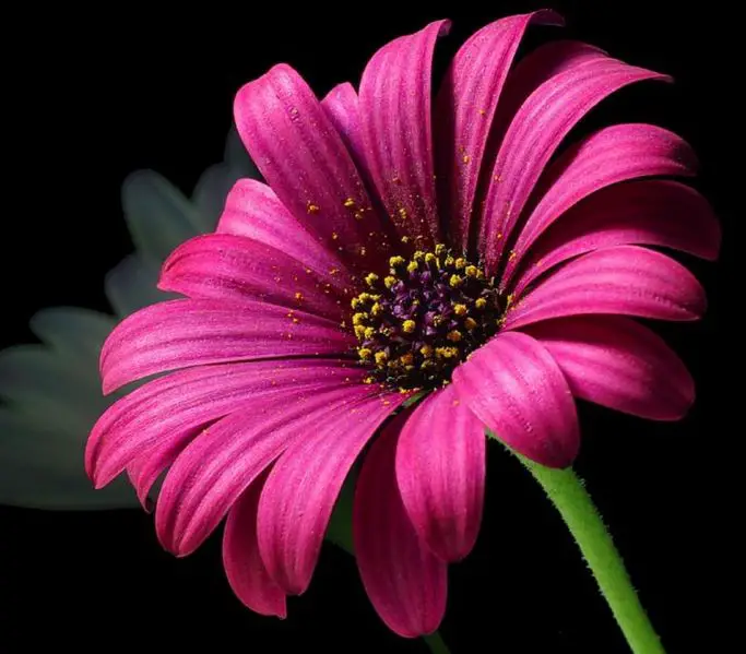 File:Pollen.arp.750pix.jpg