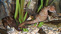 Thumbnail for version as of 16:33, 4 June 2007