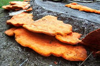 Orange saprotrophic fungus