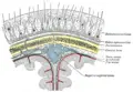 Thumbnail for version as of 00:43, 25 September 2008