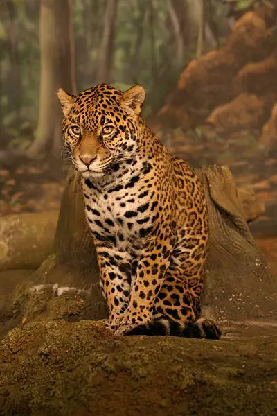 File:Jaguar sitting.jpg
