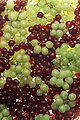 Thumbnail for version as of 23:30, 16 August 2007