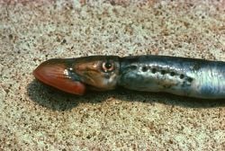 Lamprey New World Encyclopedia, What Class Are Lampreys In