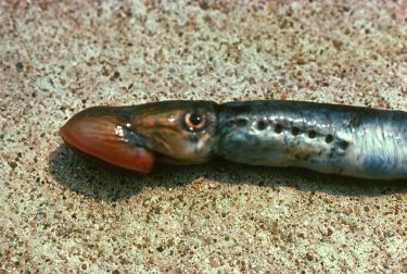 Lamprey - New World Encyclopedia