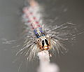 Thumbnail for version as of 02:35, 21 December 2007