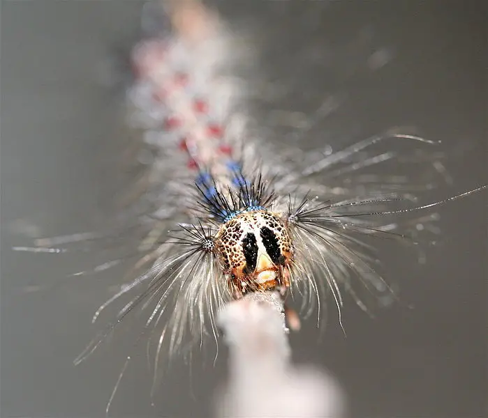 File:IC Caterpillar2.JPG