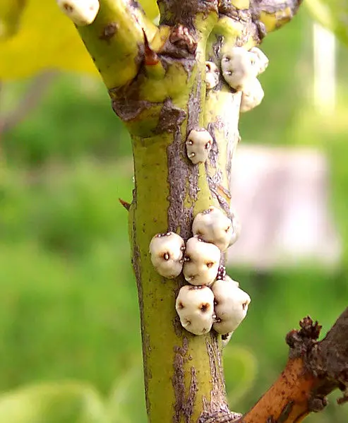 File:Wax scale.jpg