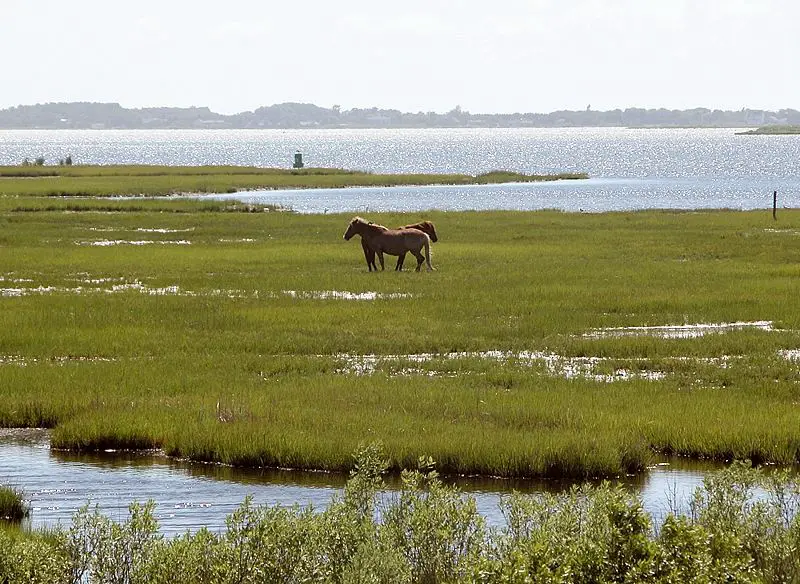 File:Assateague fg02.jpg