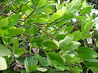 Leaves and branches