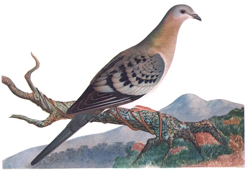 File:Ectopistes migratoriusFCN2P29CA.jpg
