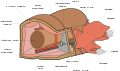 Thumbnail for version as of 17:44, 21 September 2008