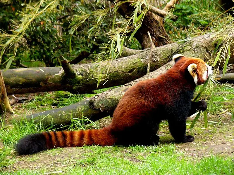 File:Red panda eating bamboo.jpg
