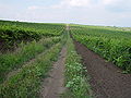 Thumbnail for version as of 04:58, 25 September 2007