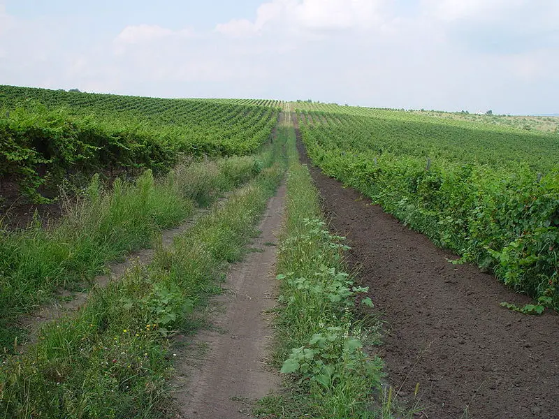 File:Riesling Cretoaia.JPG
