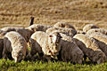 Thumbnail for version as of 05:54, 17 November 2006