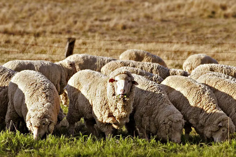 File:Sheep eating grass edit02.jpg