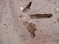 Thumbnail for version as of 02:08, 15 August 2007