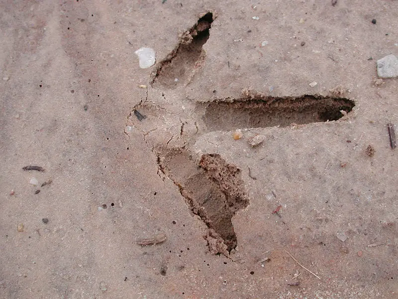File:Turkey track 5777.JPG