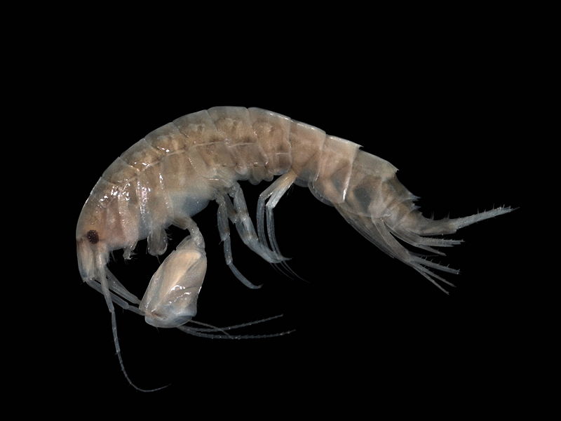 File:Abludomelita obtusata.jpg