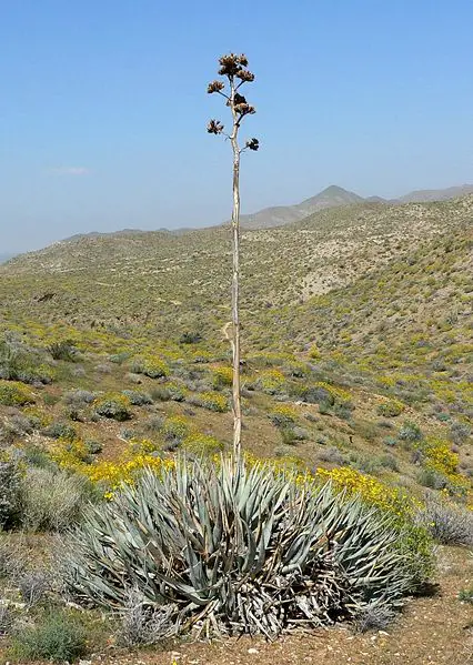 File:Agave deserti form.jpg
