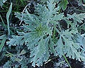 Thumbnail for version as of 03:40, 10 December 2008