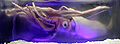 Thumbnail for version as of 19:21, 21 January 2007