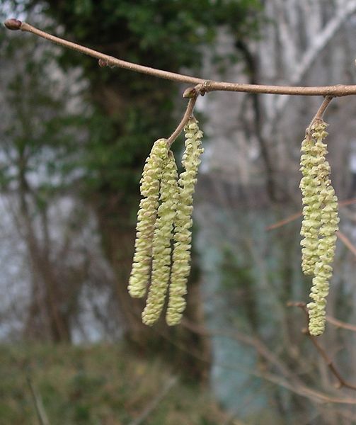 File:Hazel Catkins.jpg