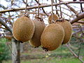 Thumbnail for version as of 02:22, 19 January 2009