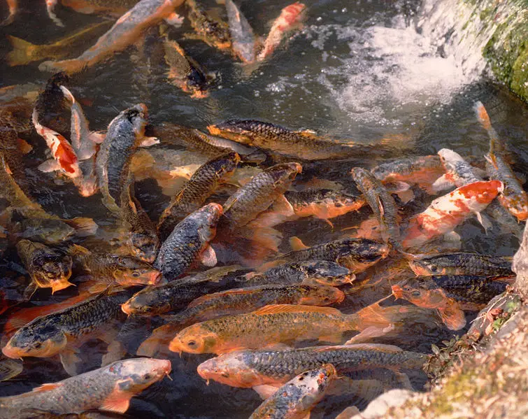 File:Carp.jpg