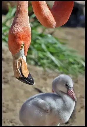 Flamingo New World Encyclopedia