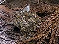 Thumbnail for version as of 13:19, 14 June 2007
