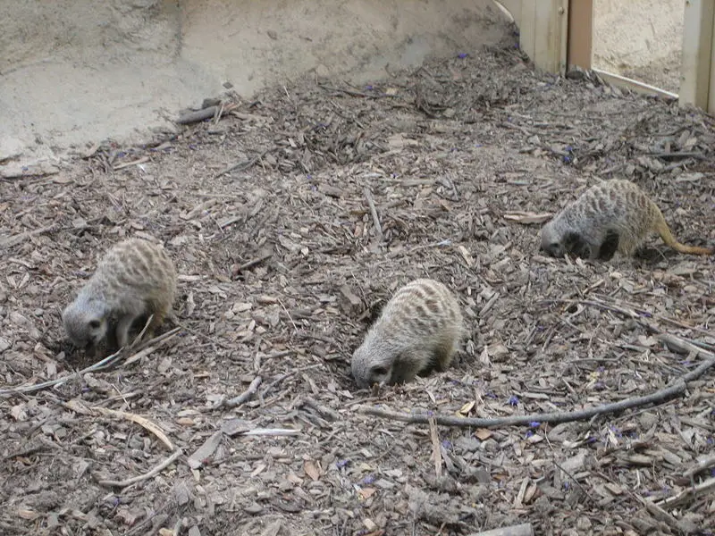 File:Meerkats foraging.JPG