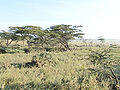 Thumbnail for version as of 23:37, 13 January 2009