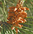Thumbnail for version as of 13:22, 27 August 2006