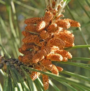 Organic Pine Pollen Cones & Tops (Pinus Sylvestris) - Dried Cut Herbal Tea, Wild Harvested