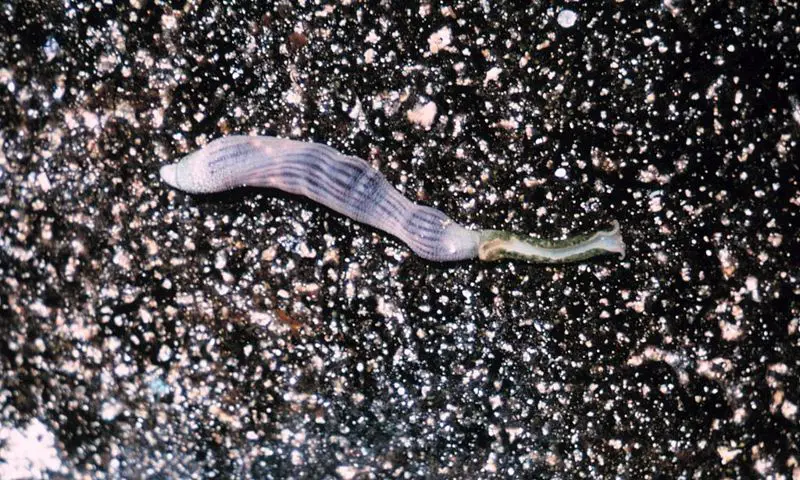 File:Sipuncula.jpg