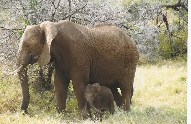 File:Baby elephants3.jpg