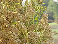 Thumbnail for version as of 17:39, 9 February 2009