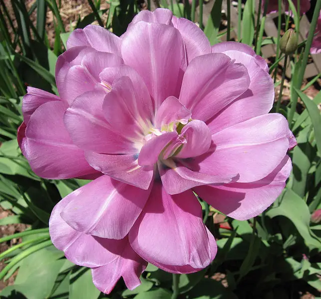 File:Double tulip blue.jpg