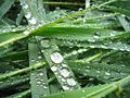 Thumbnail for version as of 06:24, 18 November 2006