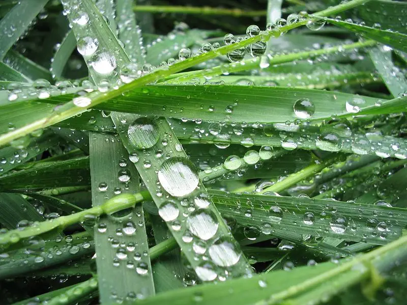 File:Drops I.jpg