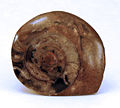 Thumbnail for version as of 21:26, 20 January 2007