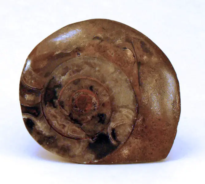 File:Fossilized ammonite.jpg